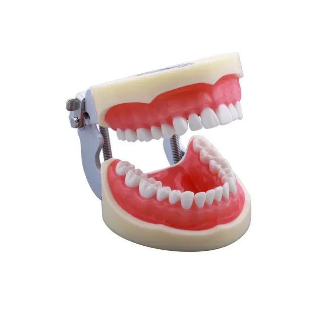 dental arch model for training 32 teeth