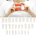Single Plastic Teeth for Trainig
