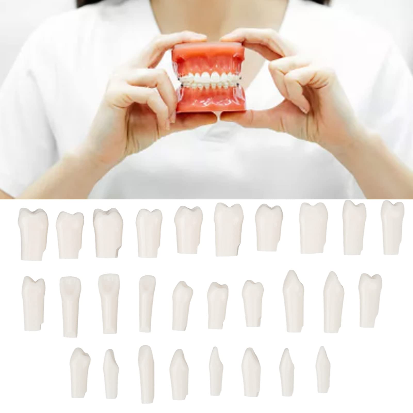 Single Plastic Teeth for Trainig