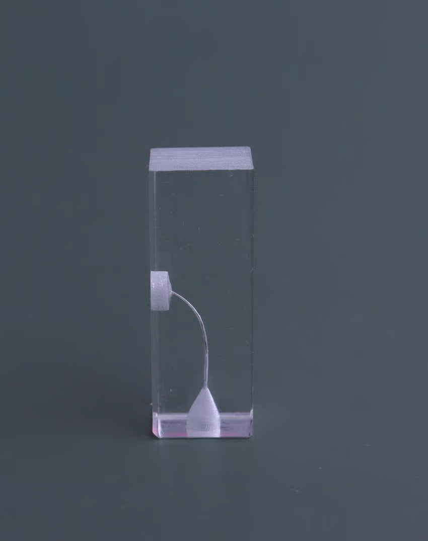 Dental Transparent Endo Training Block