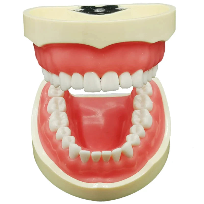 dental arch model for training 32 teeth