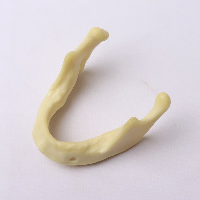 Implant model | jaw