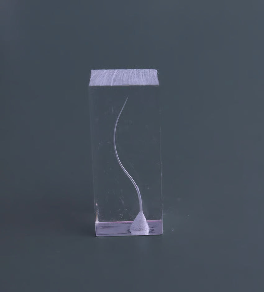 Dental Transparent Endo Training Block