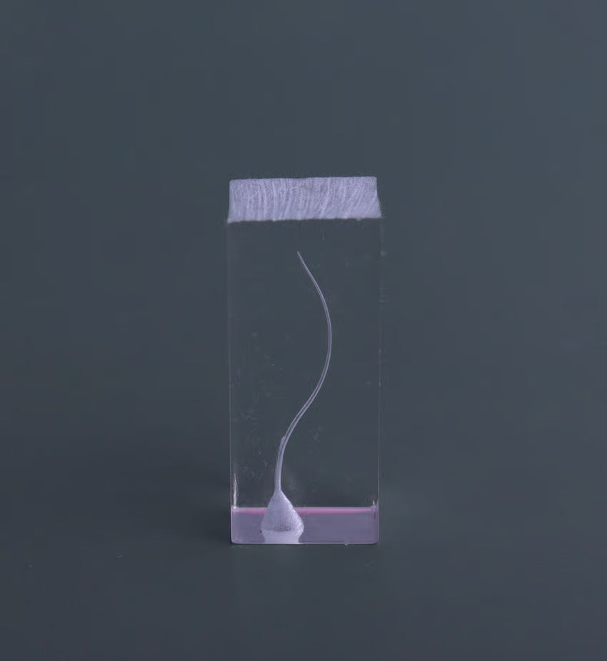 Dental Transparent Endo Training Block