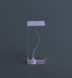 Dental Transparent Endo Training Block