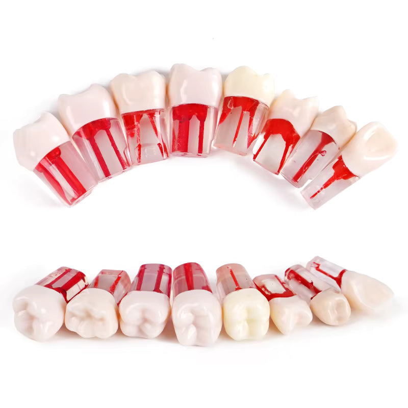 root canal training teeth model