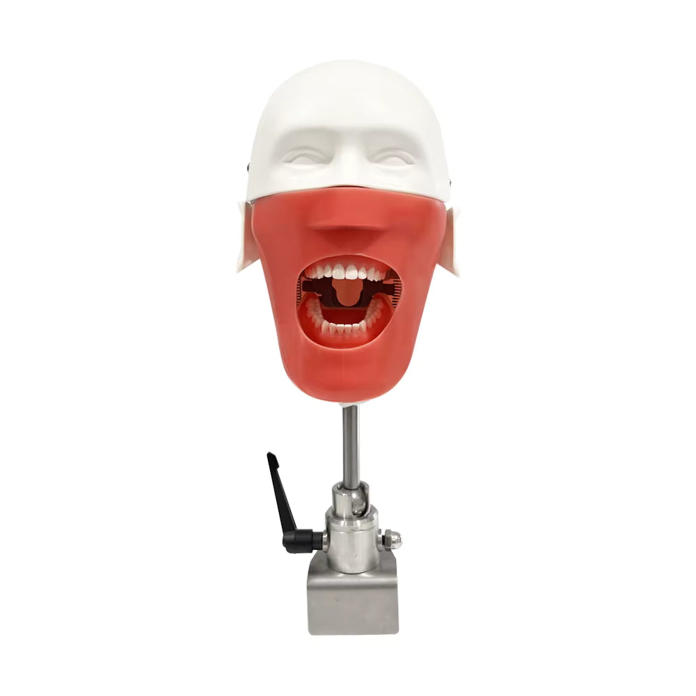 DENTAL TRAINING HEAD MODEL