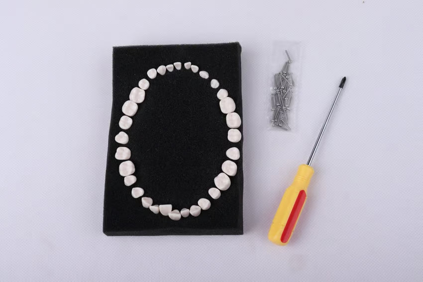 plastic training teeth set with sponge